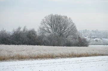 Winter bei Urberach