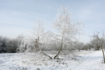 Winter bei Urberach