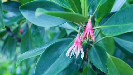 Red mangrove flowers on the tree. Closeup of beautiful bright red mangrove petals (Bruguiera gymnorrhiza (L.) Savigny) mangrove plant on bright green leaf background with copy space. Selective focus