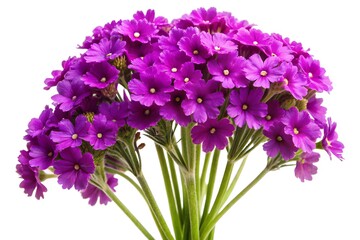 Fototapeta premium Lovely Bouquet Of Purple Primroses Isolated On White Background