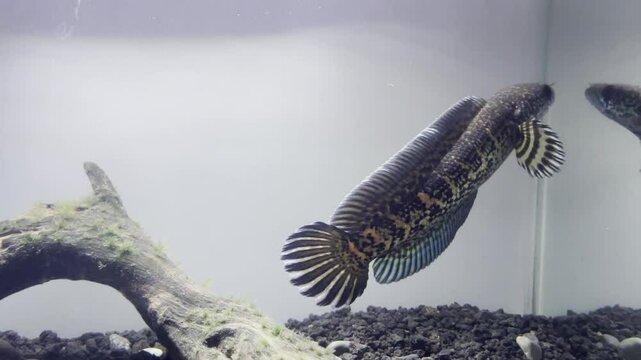 Footage of a channa auranti. This is a very rare fish from inland india.	