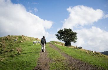 Tourist walking uphill with sheep grazing along the walkway. Duder Regional Park. Auckland.