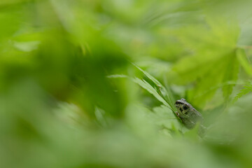 Fototapeta premium Among the leaves, fine art portrait of European tree frog (Hyla arborea)
