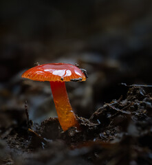 Hygrocybe subheteromorpha, glutinous red waxgill found in the forest. Auckland. New Zealand.