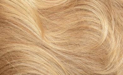 Blond hair close-up as a background. Women's long blonde hair. Beautifully styled wavy shiny curls....