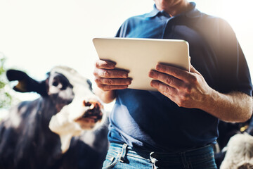 Hands, farmer and cow with tablet, check with inspection for stats, health and growth in countryside. Animal, cattle and man at farm for milk, meat and dairy production with application in Argentina