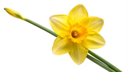 Fototapeta premium Single Daffodil With Bud Isolated On White Background.