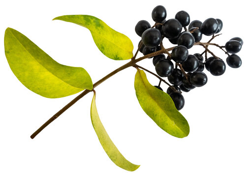 Wild privet hedge branch with berries in autumn colors, ligustrum vulgare, isolated image on transparent background. 