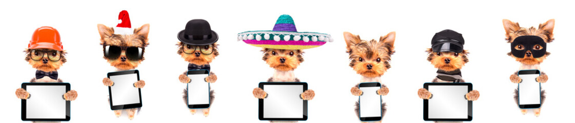 Adorable pups in different costumes like teacher, skier, gentlemen and worker