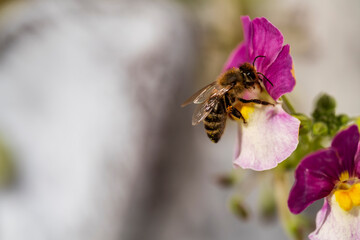 Honey Bee fly to pink flower with blurry soft bokeh background
