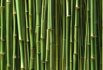 bamboo forest background