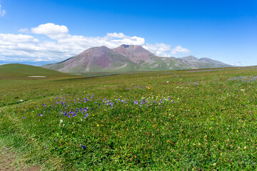 Green field with purple flowers. Big and Small Abuli Mountains, mountain range, sky with clouds in the background