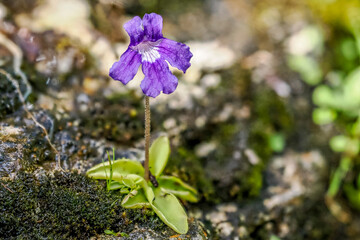 Pinguicula grandiflora on a damp rock in the Vercors, France