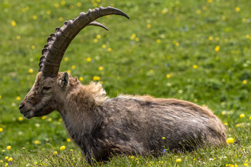 Portrait of a male ibex in a flowery meadow in the Vercors mountains.