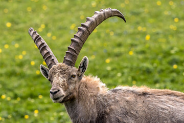 Portrait of a male ibex in a flowery meadow in the Vercors mountains.