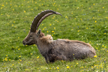 Portrait of a male ibex in a flowery meadow in the Vercors mountains.