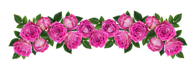 Pink rose flowers in a floral line arrangement isolated on white or transparent background