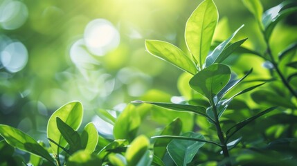 Obraz premium Green Leaves in Sunlit Garden
