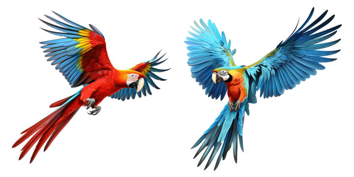macaw parrot isolated on a transparent background