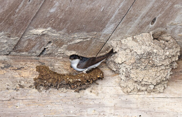 Fabrication du nid © helenedevun