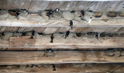 le printemps est arrivé avec les hirondelles © helenedevun