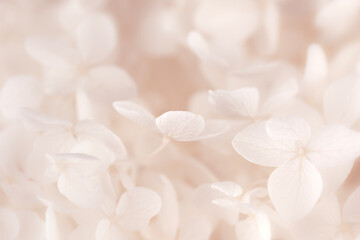 Beautiful blooming hortensia hydrangea  white flowers romantic colors macro