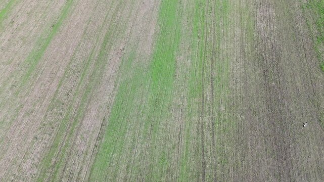 Nilgaense auf einem Acker