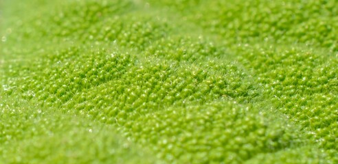 Macro image of a plant leaf with detailed abstract pattern of leaf structure. Close up of a plant for background.