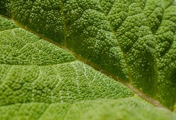 Macro image of a plant leaf with detailed abstract pattern of leaf structure. Close up of a plant for background.