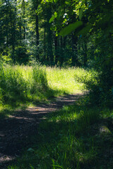 sentier à la lisière de la Forêt