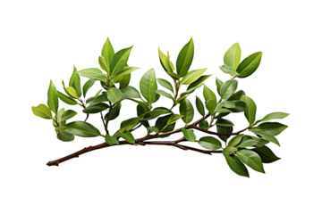 Mahogany Plants isolated on transparent background.