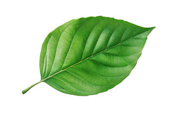 Obraz premium Close-up of a single vibrant green leaf with detailed veins on a white background, showcasing nature's beauty and freshness. isolated white background, transparent background, PNG