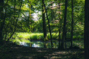 Obraz premium étang dans la forêt sauvage