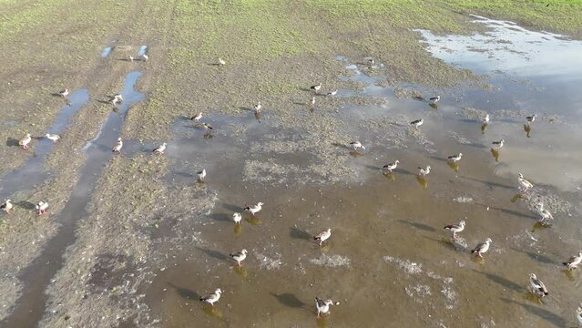 Flug &uuml;ber Nilg&auml;nse