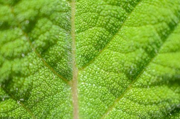 Macro image of a plant leaf with detailed abstract pattern of leaf structure. Close up of a plant for background.