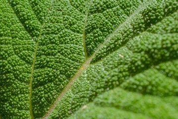 Macro image of a plant leaf with detailed abstract pattern of leaf structure. Close up of a plant for background.