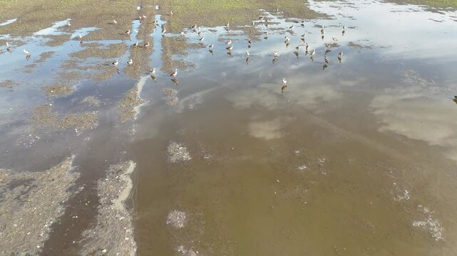 Flug &uuml;ber Nilg&auml;nse