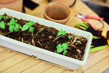Gardening gloves, pruning shears and basil plants in pots ready for seasonal plant care.