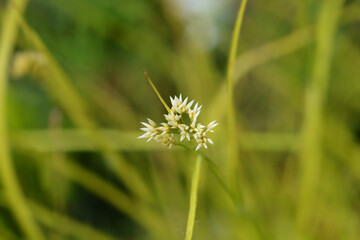 Snow-white wood rush flower