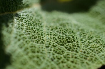 Macro image of a plant leaf with detailed abstract pattern of leaf structure. Close up of a plant for background.