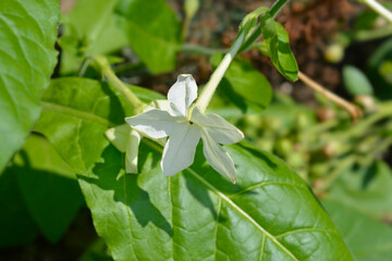 Jasmine tobacco flower