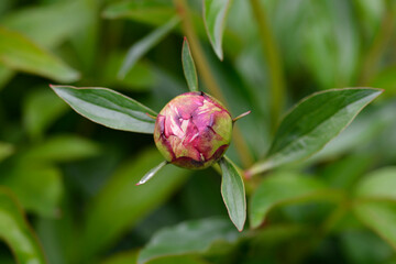 Peony Sarah Bernhardt flower bud