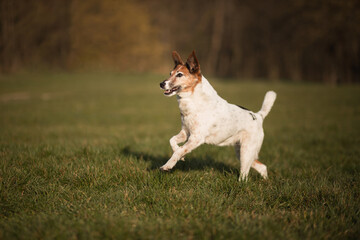 old fox terrier dog running through a field at sunset in early spring