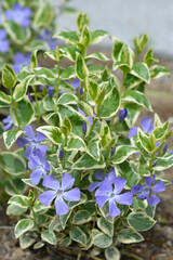 Variegated Greater periwinkle leaves