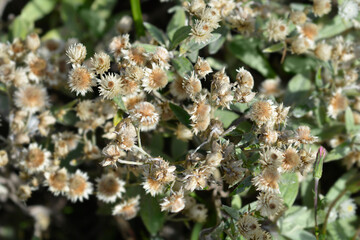 Everlasting Summer Snow seed heads