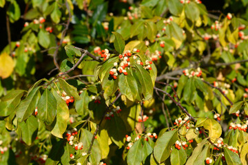 White spindle branch with seeds