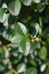 Oval-leaved privet leaves