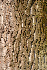 Candadian poplar bark detail