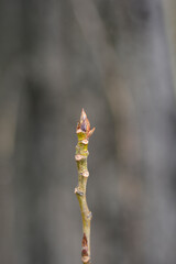 Lombardy poplar branch with buds