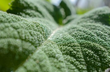 Macro image of a plant leaf with detailed abstract pattern of leaf structure. Close up of a plant for background.